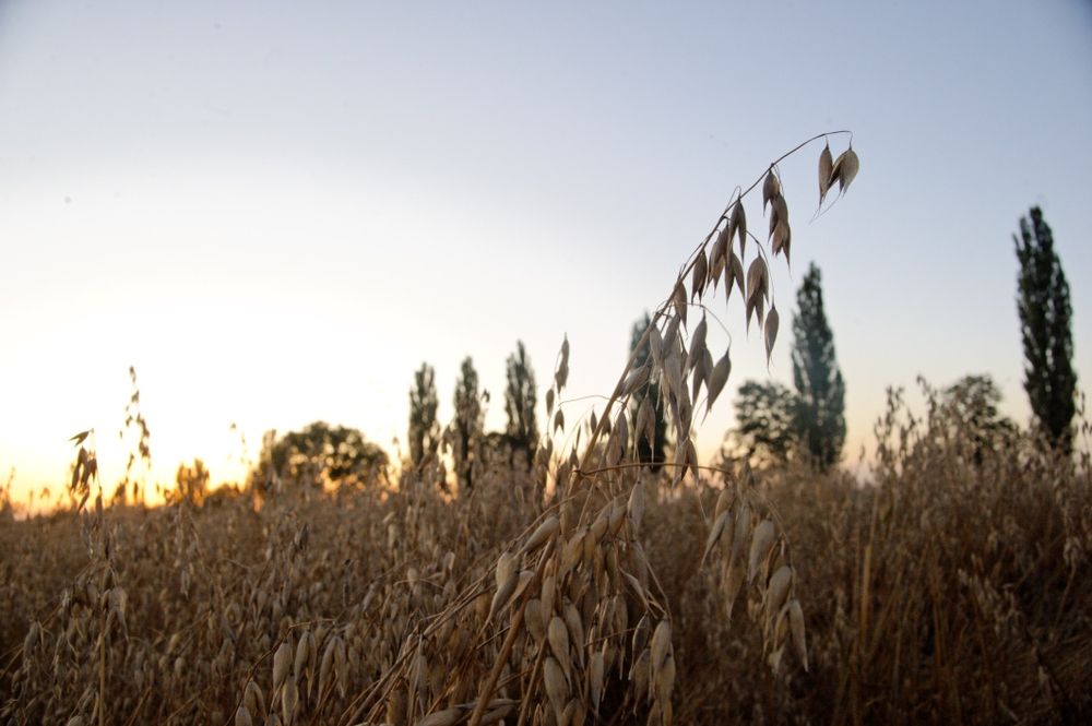 Owies Bingo tegoroczny
