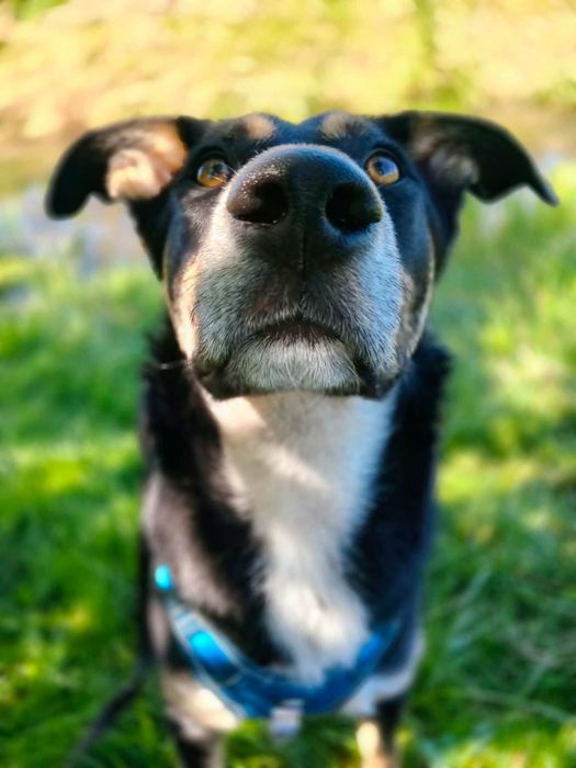 Szarak do adopcji!