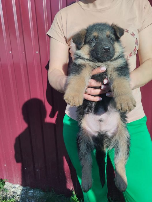 Продам цуценят Німецької вівчарки