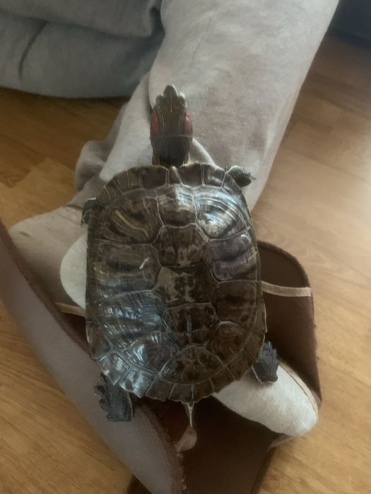 Черепаха красновуха