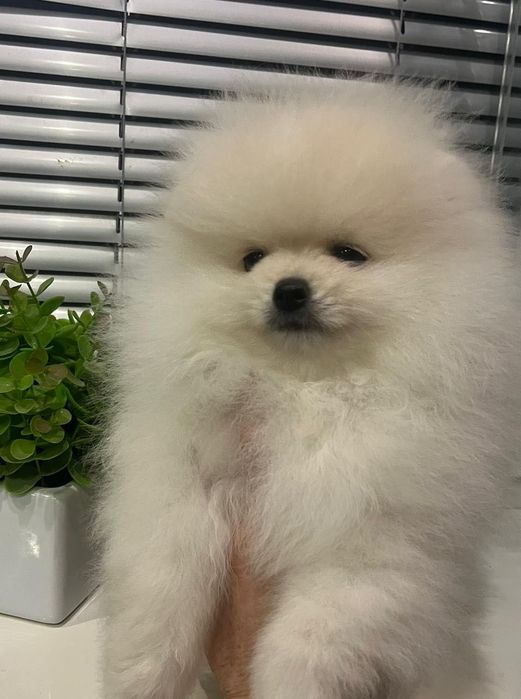 Щенок померанского шпица