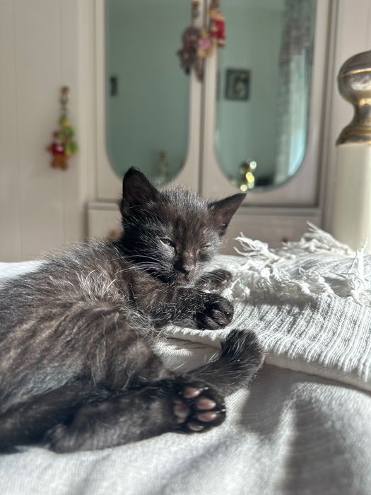 Doa se gatos pequenos