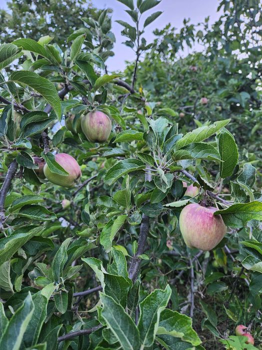 Quinta com vista para a Cova da Beira