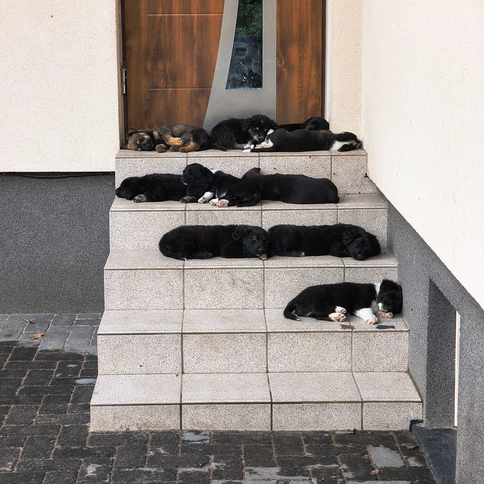 Pieski szczenięta 8 tyg oddam