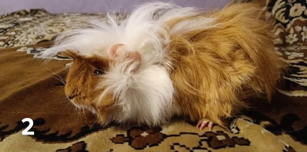 Świnki morskie długo wlose