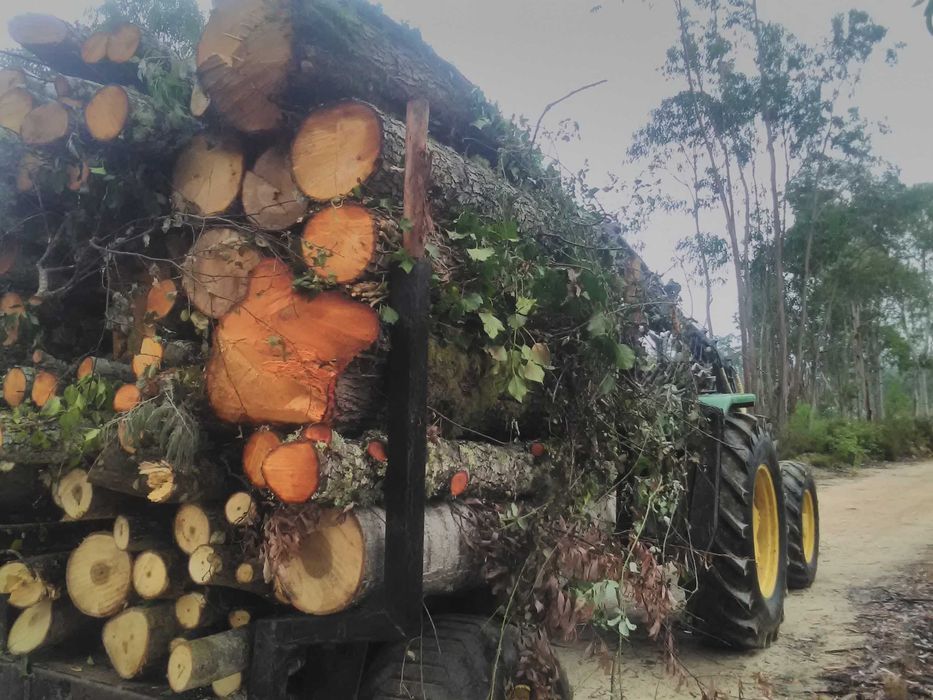 Corte de Madeiras e Lenhas; limpezas de terrenos