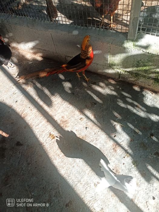 Vendo faisão com 3 anos
