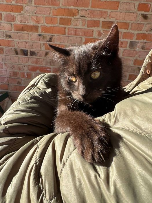 Віддам в добрі руки