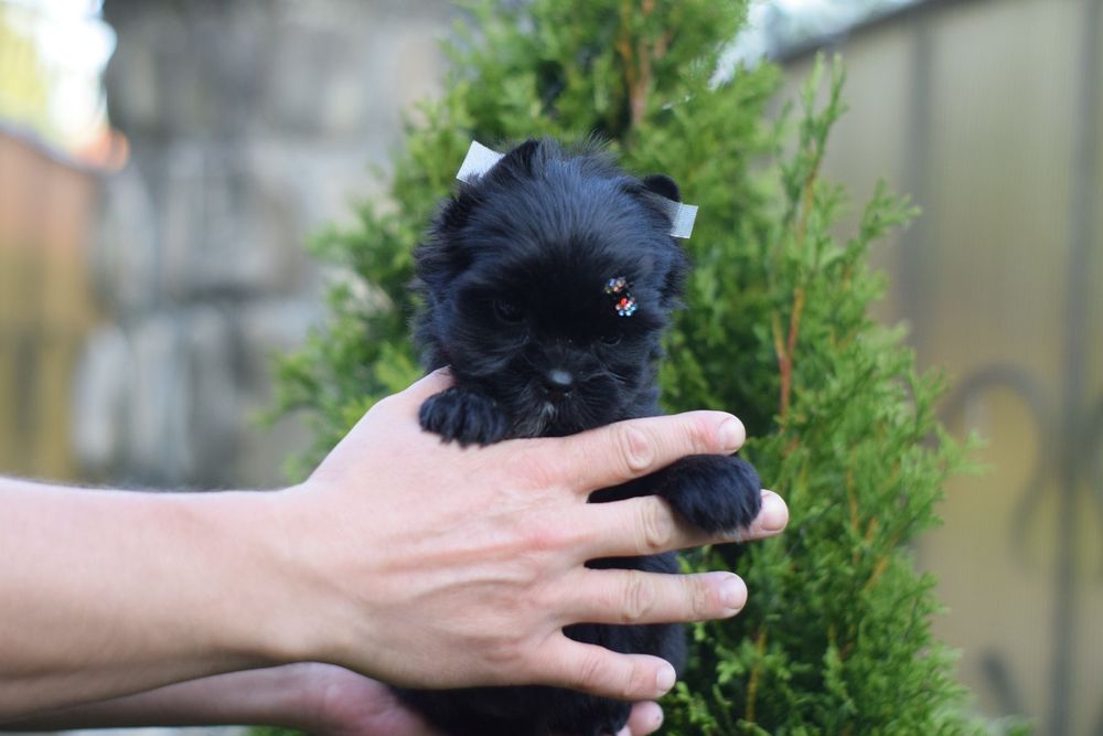 Мини мальчики Йорк. Бейбі-фейс йорки. Йорик