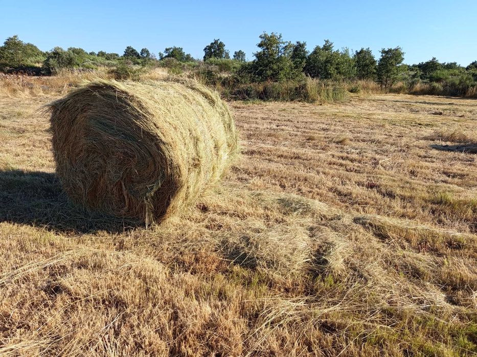 Feno biológico em rolos
