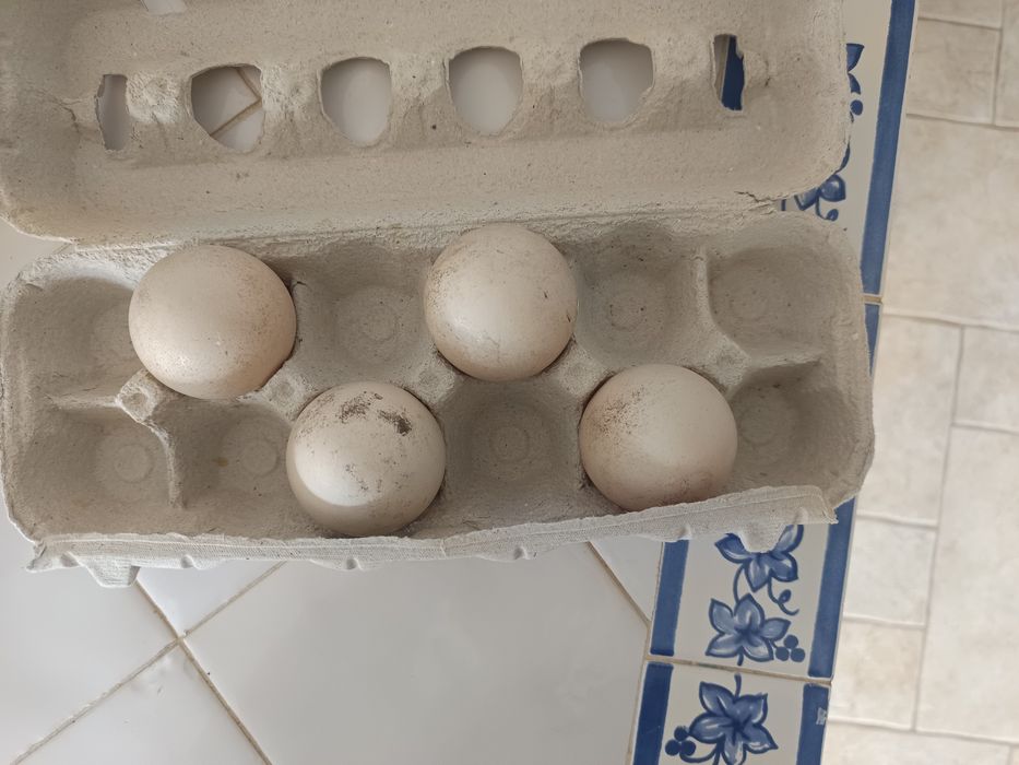 Ovos de pavões azul e branco