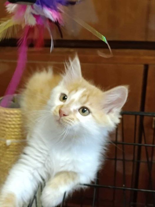 Котята красивые котики  бесплатно
