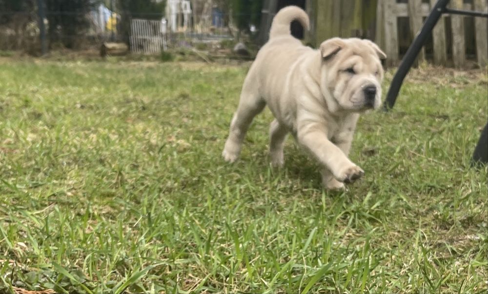 Shar Pei FCI/ZKwP pies