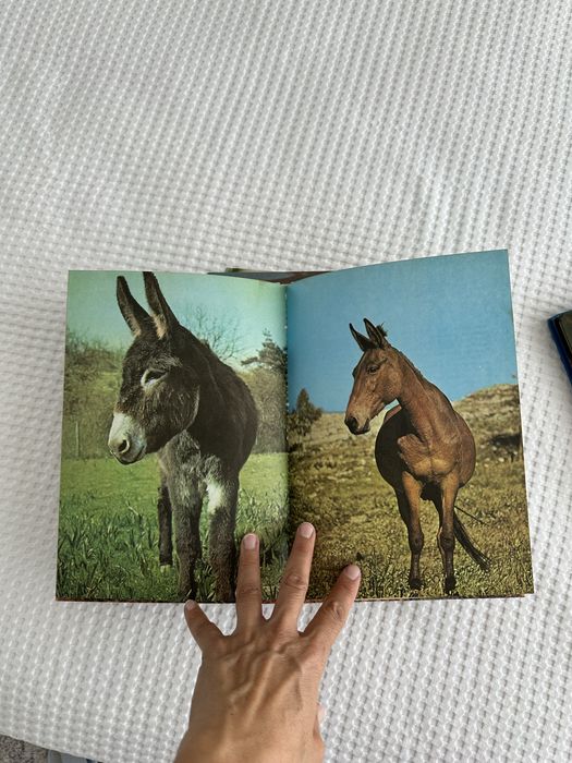 6 livros - O Mundo marivilhoso dos animais