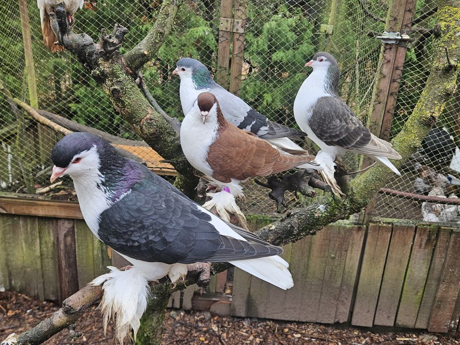 Lahore lahor lahory gołębie ozdobne