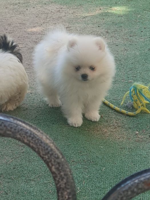 Szpic miniaturowy pomeranian/Malutki wesolek