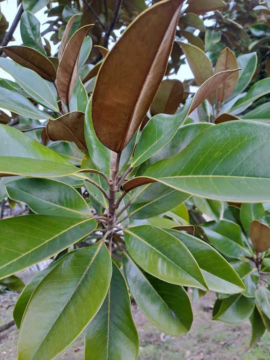 Planta Magnolia de bom porte
