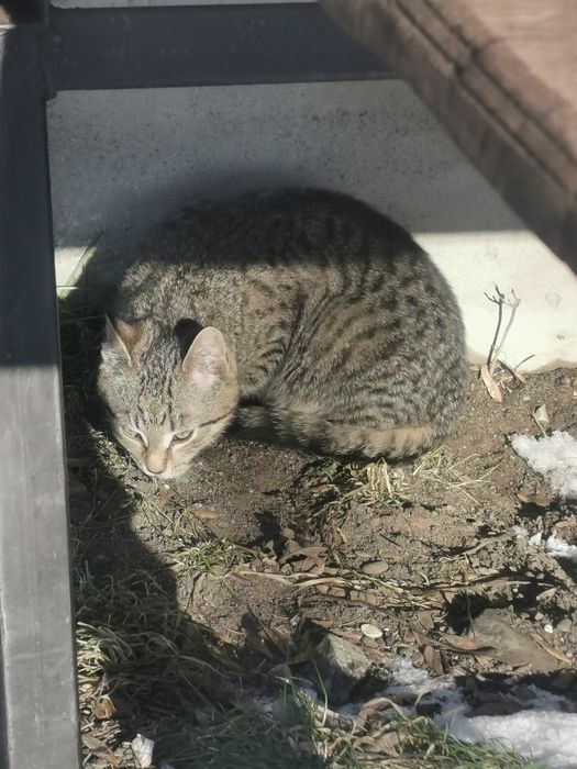 Oddam małe kotki za darmo!