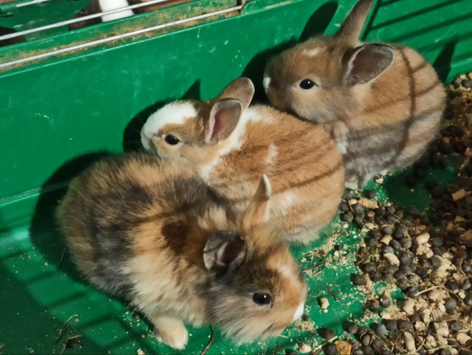 AKTUALNE Króliki miniaturki malutkie