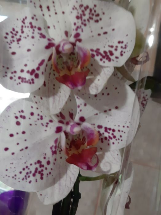 Орхідеї  подарункові