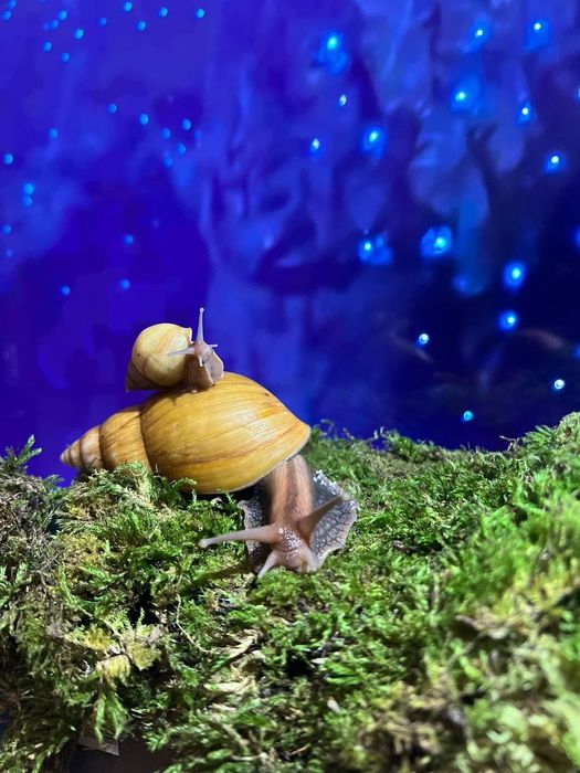 Равлики Ахатина Херсон