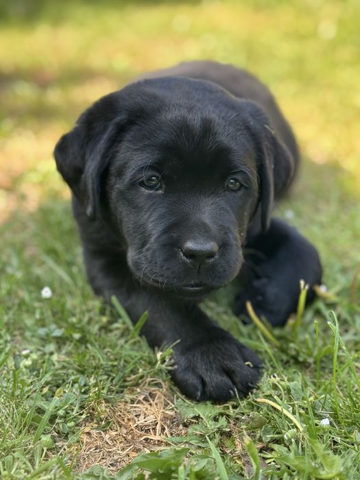 Labrador Retriever - suczka , ZKwP /FCI