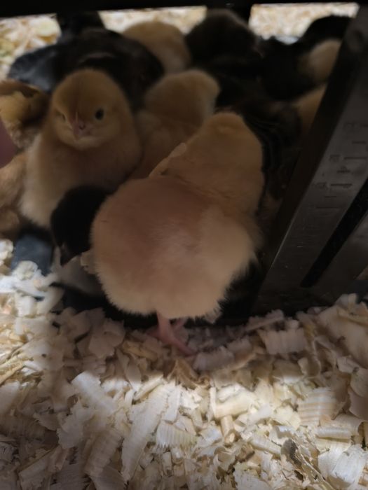Pisklęta Marans,Ayam Cemani,Czubatka,Grennschel,Nioska Mix
