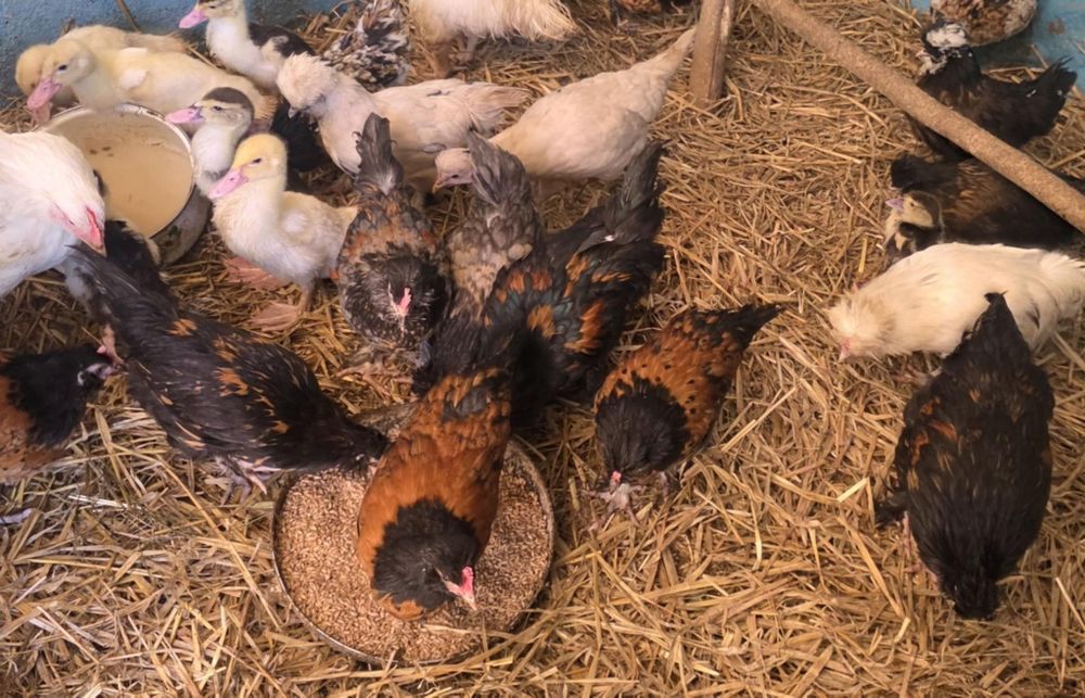 Kury ozdobne 9 tygodniowe