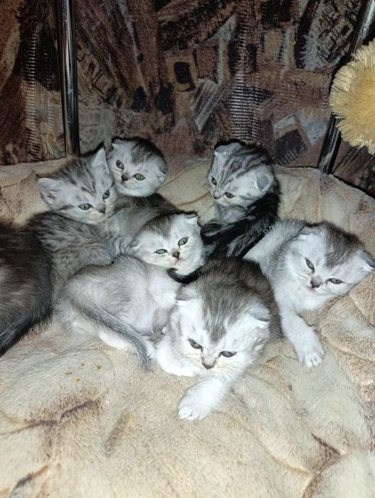 Шотландские вислоухие малыши