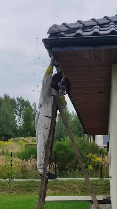 Usuwanie gniazd os i szerszeni - działamy 24/7
