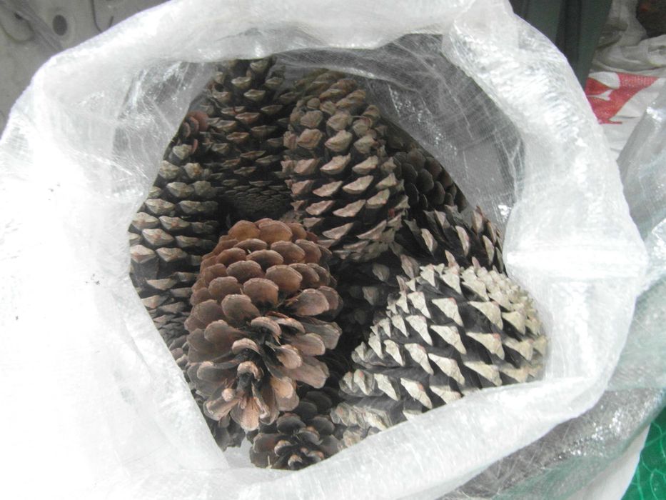 Sacos lenha seca, lote lenha, pinhas