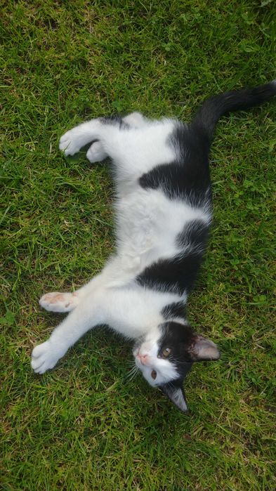 Oddam małe, kotka i kocur