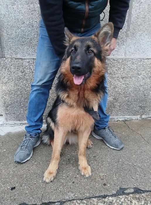 Vendo pastor alemão (menina)