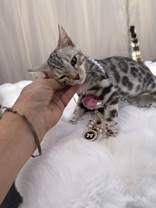 Przytulas kotka Silver Bengal