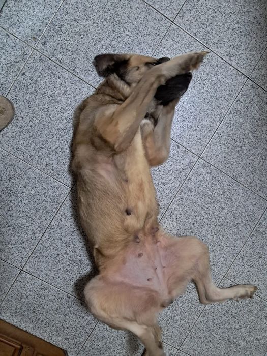 Cadela para adoção – 3 anos