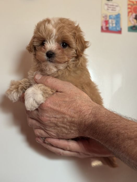 Міні хлопчик бебі фейс тікап