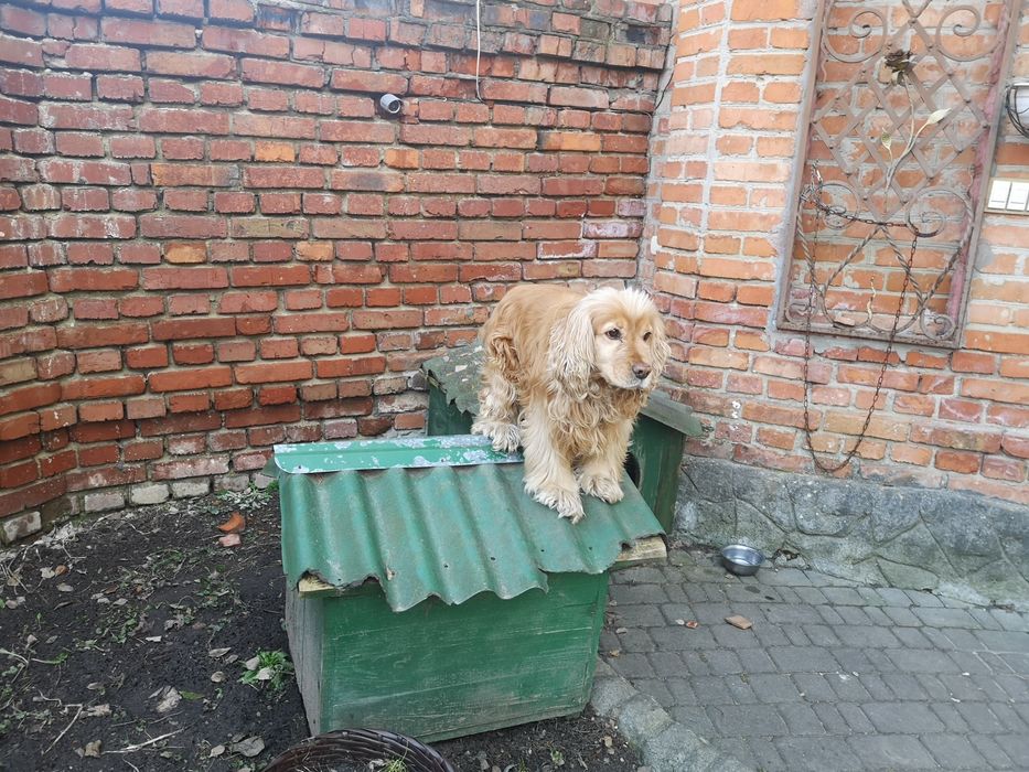 Вязка Кокер спаніель