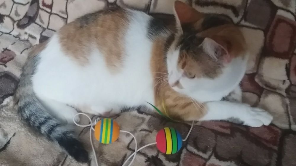 Трьохколірна / трьохмасна молода кішка. Має мікрочіп, ветпаспорт..