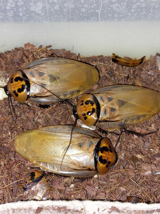 Блаберус таракан - Eublaberus ( шеститочечные, оранжевоголовые)