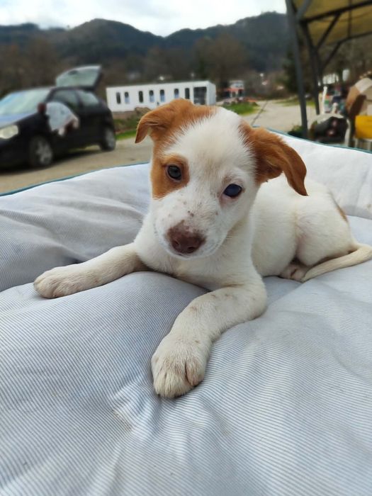 Yolanda - 2.5 meses, porte médio