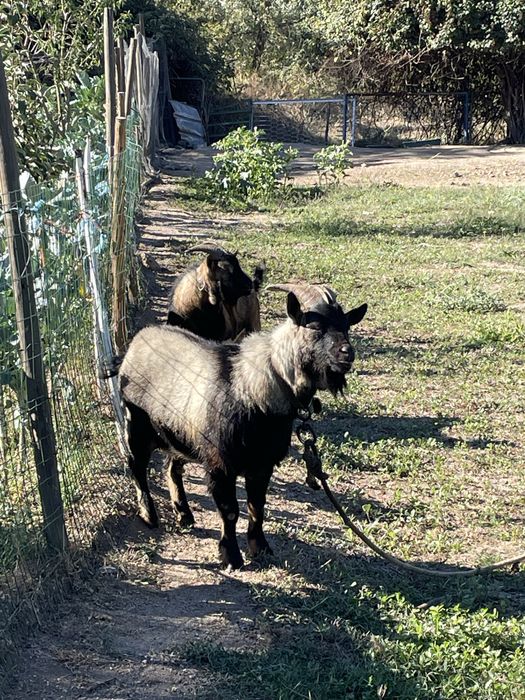 Cabras anãs ( adultas e bebes)