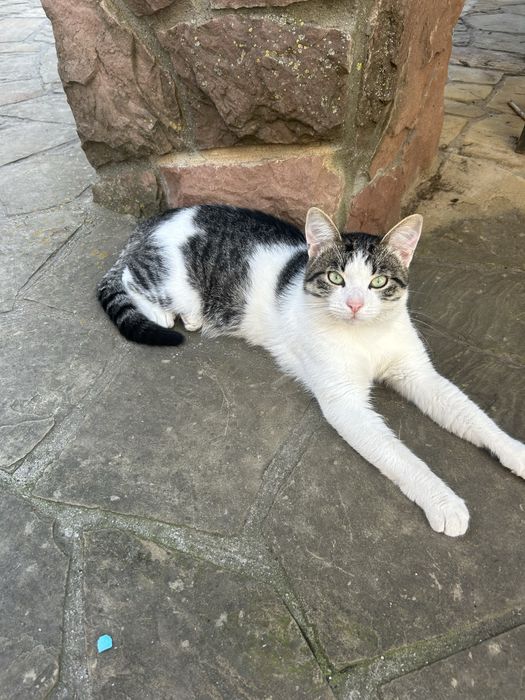 Котик в добрі руки