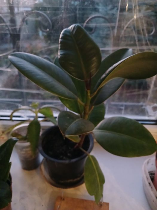 Фикус 1шт с горшком