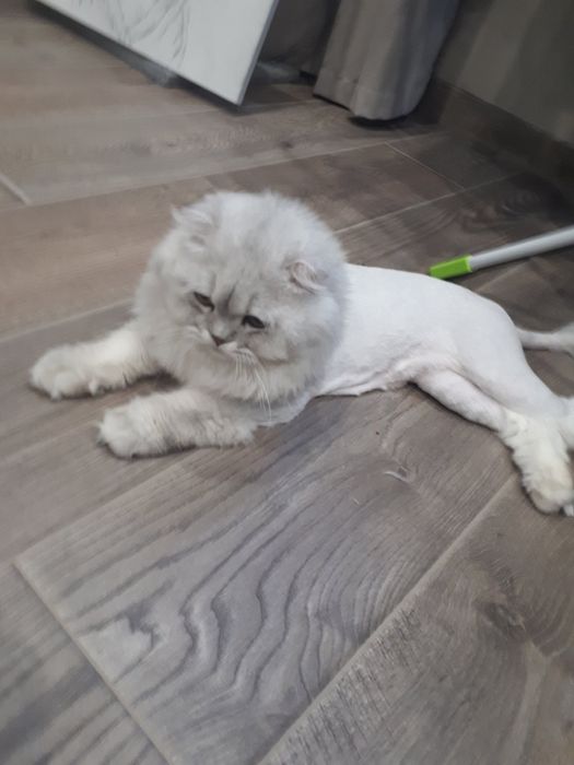 Стрижка котів, грумінг котів, Софіївська Борщагівка, Вишневе, Київ