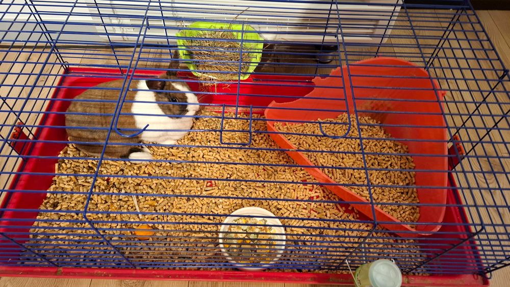 Królik do oddania w dobre ręce