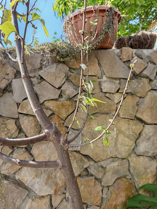 Árvore Anoneira com 3 anos com mais 2 mts