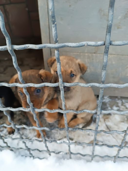 Собачки безкоштовно