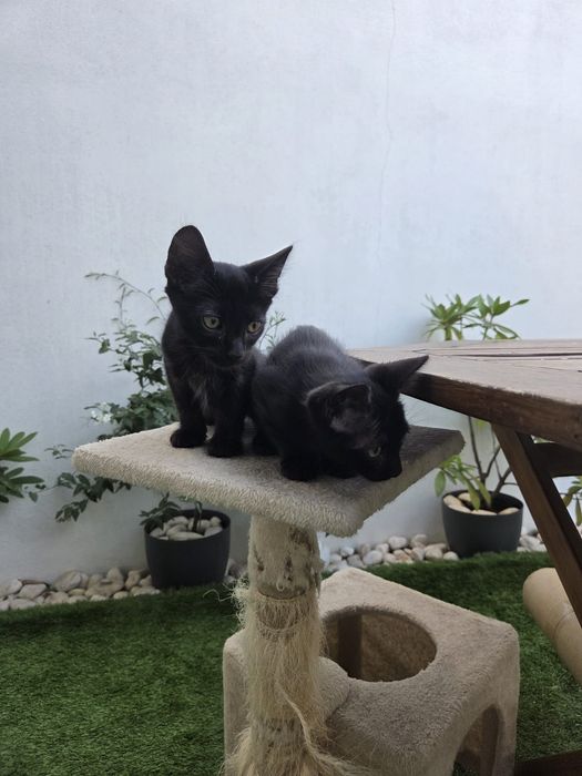 Gatinhos machos para adoção