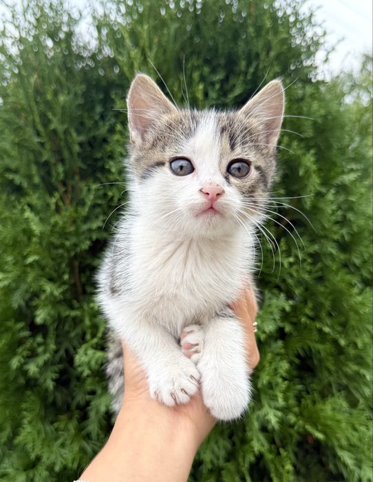 Віддам котика в добрі руки БЕЗКОШТОВНО