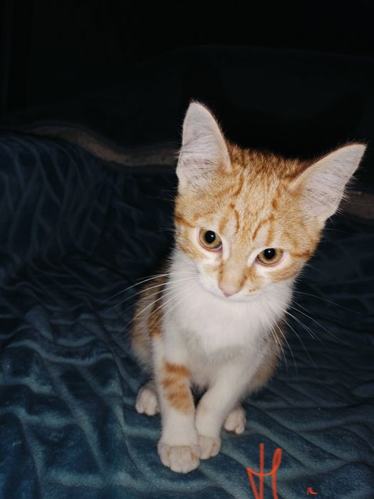 Gatinhos bebés para adoção responsável